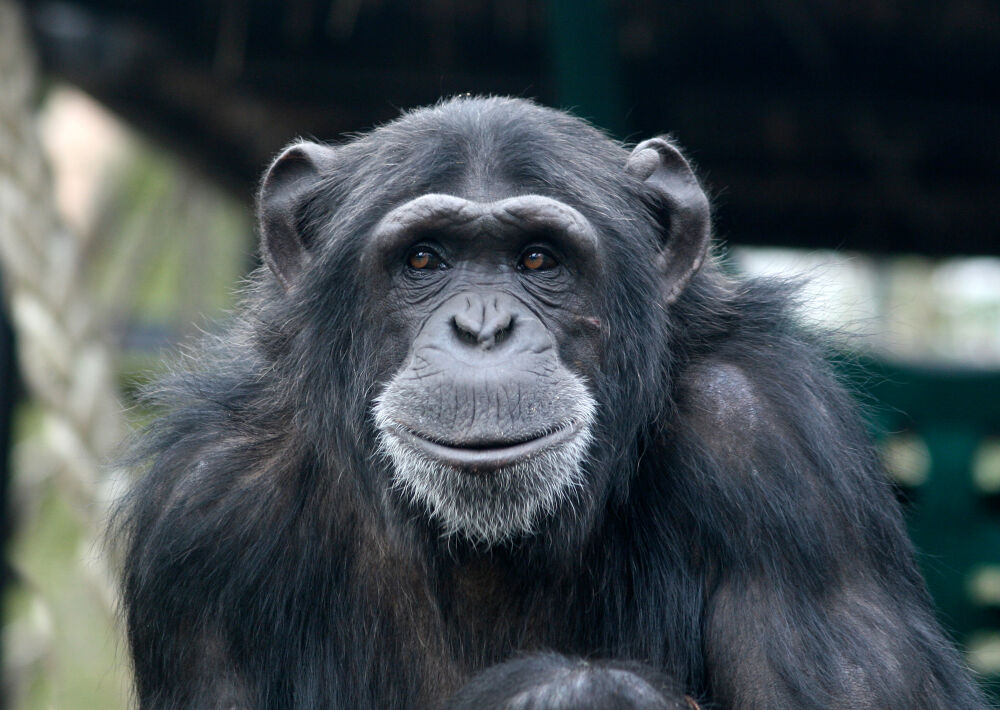 Beveco adopted a Chimpanzee at Artis Zoo